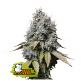 SOUR DIESEL FEM